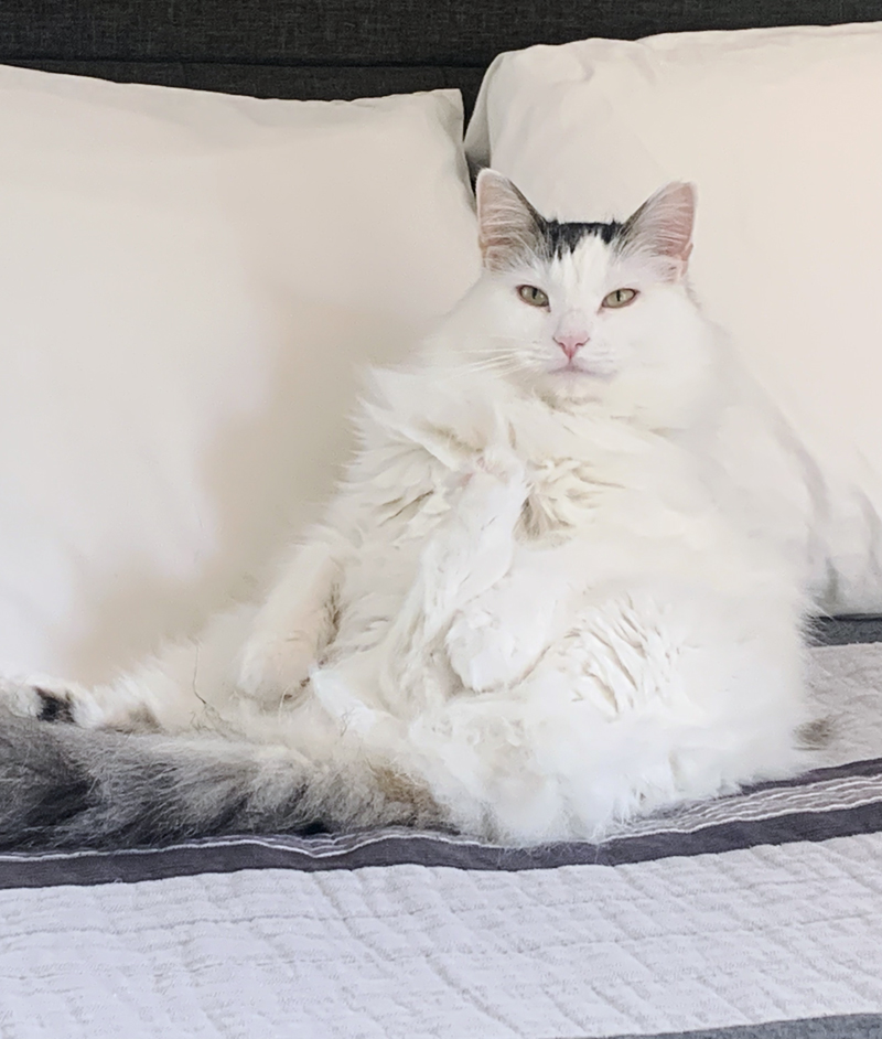Becca's beautiful fluffy white cat Coco sitting up against pillows.
