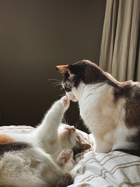 Two cats on a bed, with one laying down and playfully reaching out to touch the nose of the other.
