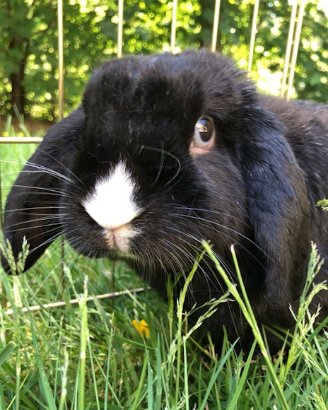 A close-up photograph of a black domestic bunny in the grass.