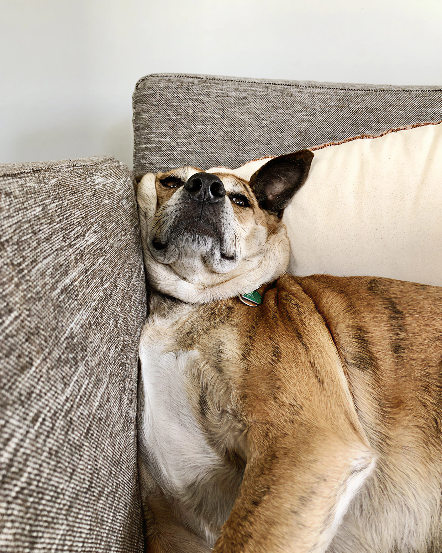 Max-the-dog smooshing his face against the arm of a couch, lounging (as dogs do)