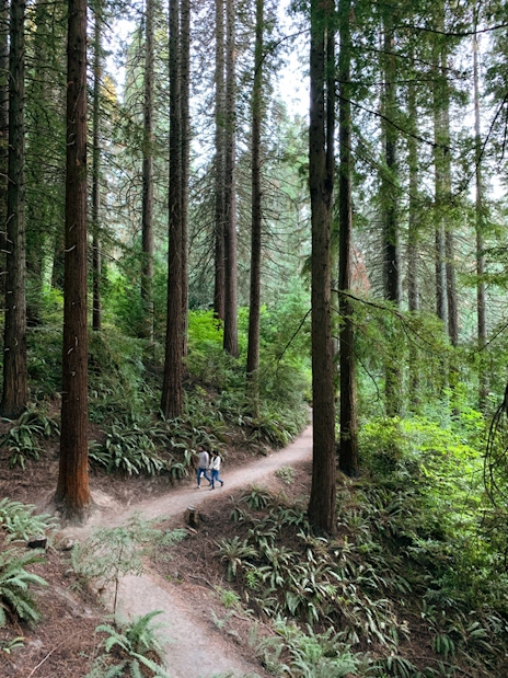 A path through a forest.