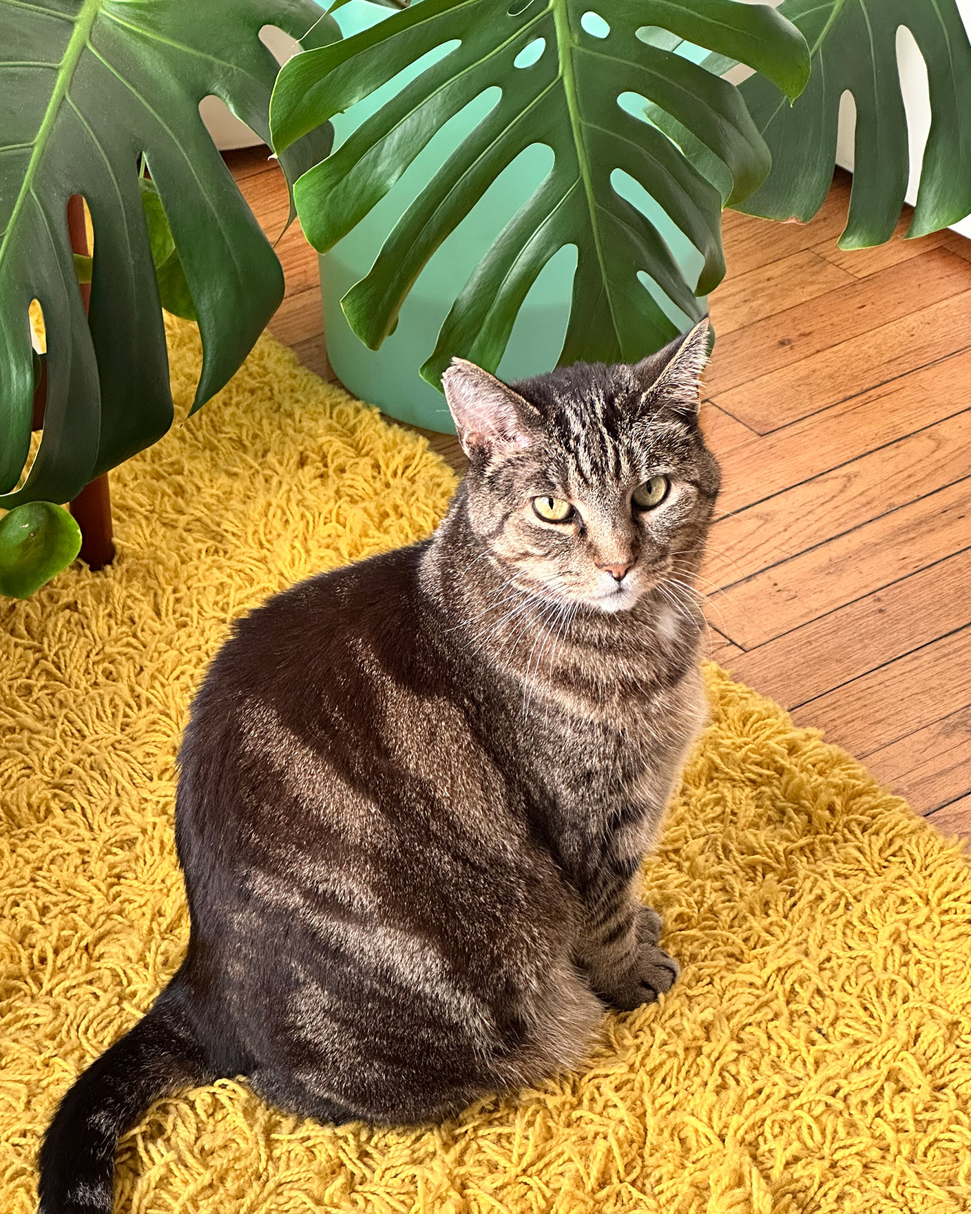 Maggie's cat Caqui in front of a plant