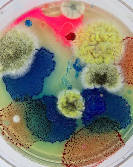 A close-up photograph of colorful mold in a petrie dish
