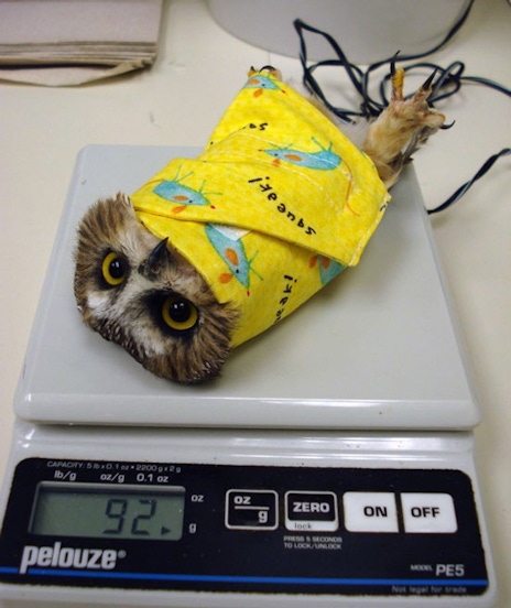 A small owl wrapped in a towel on a scale