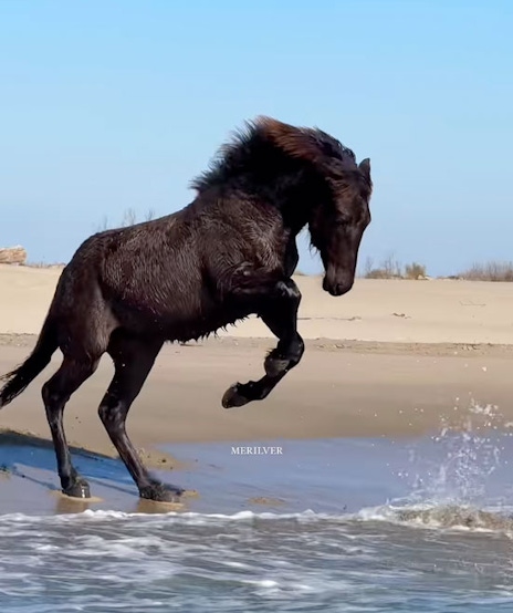 A horse jumping into shallow waves