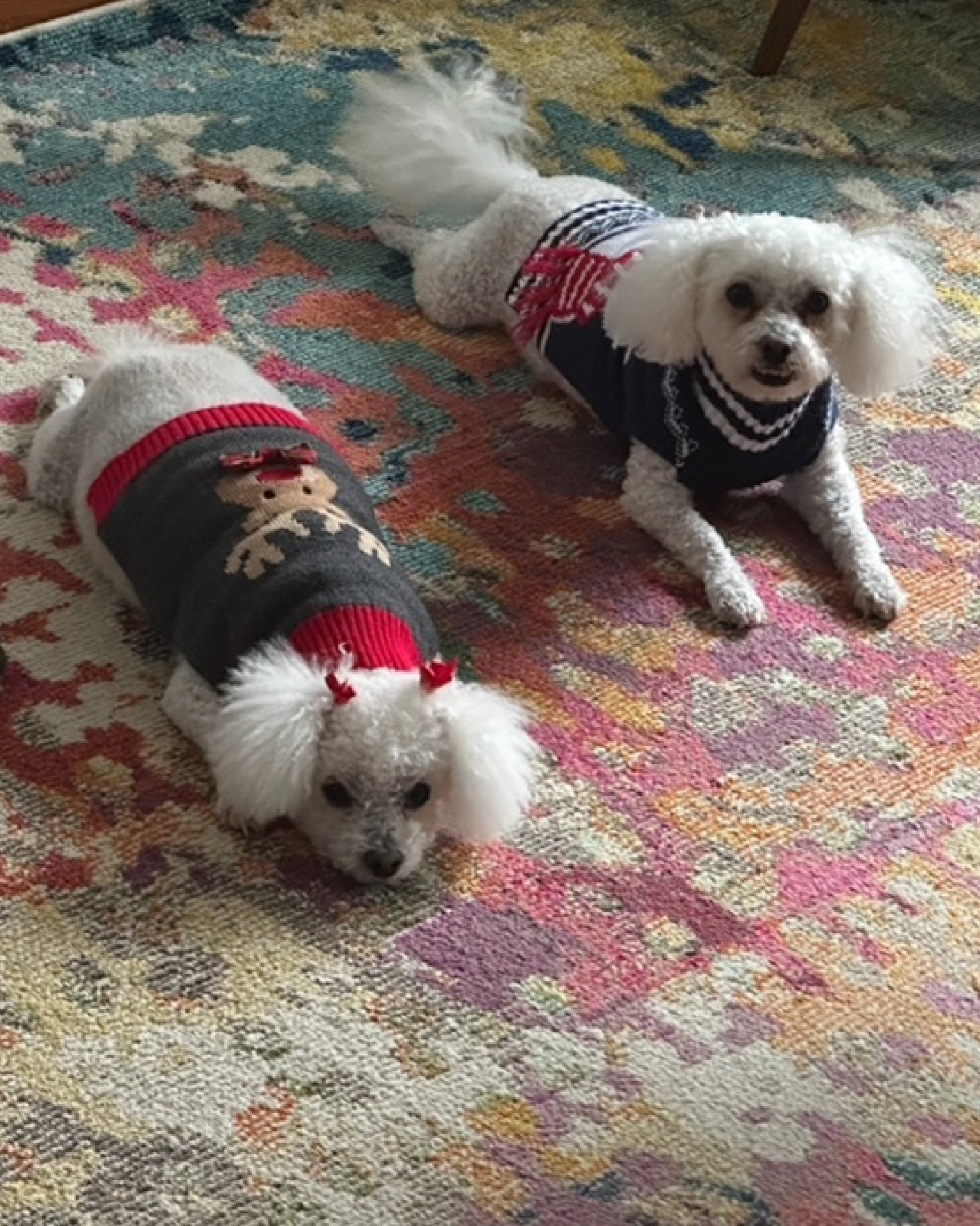 Sheena's two puppies, curly ears and wearing the most adorable little sweaters