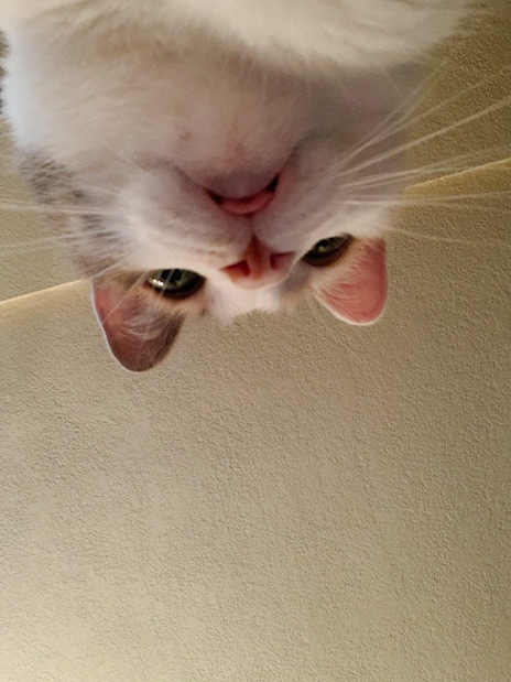 Upside down picture of a cat's head.