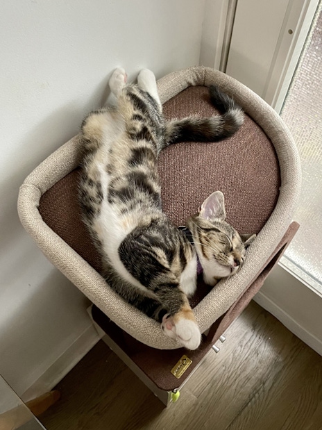 Cat curled up on top of cat stand.