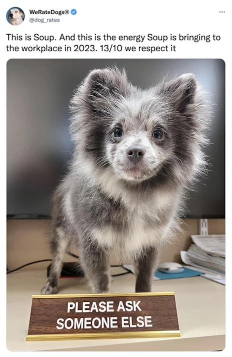 Screengrab of a Tweet by @WeRateDogs with a photo of a dog with a sign in front of it that says "Please ask someone else".
